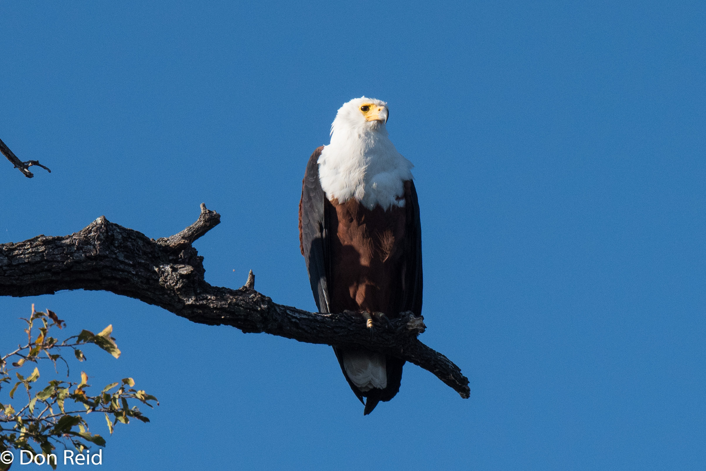 African Fish-Eagle, Chobe River Boat Trip
