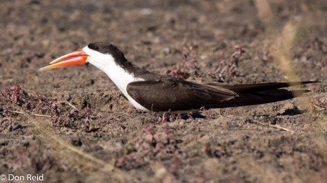 African Skimmer, Chobe River Boat Trip