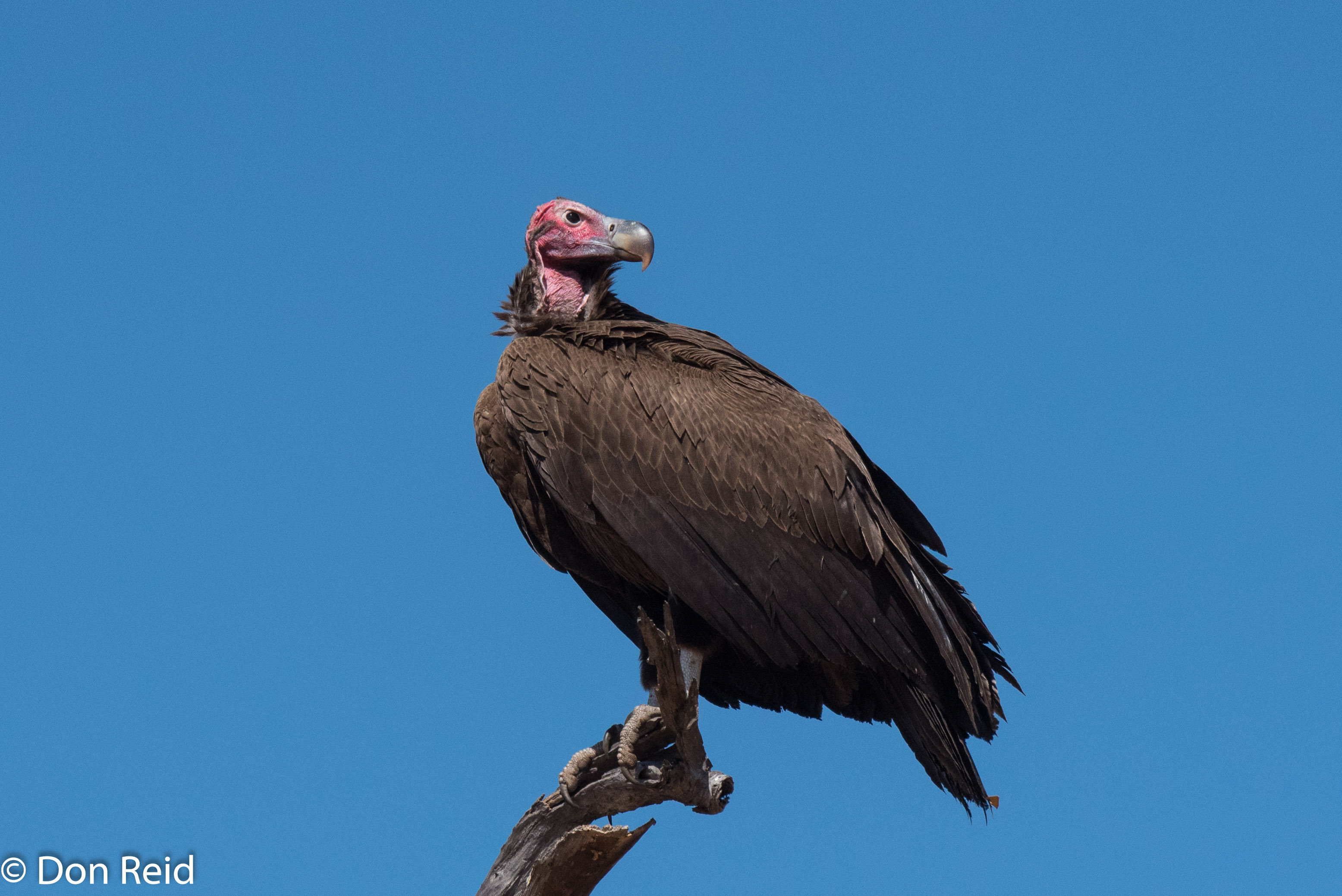 Lappet-faced Vulture, Kasane