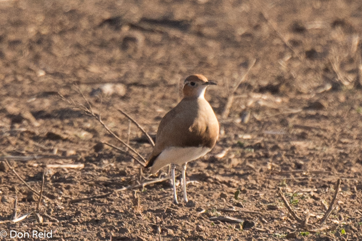 Burchell's Courser, Heilbron area