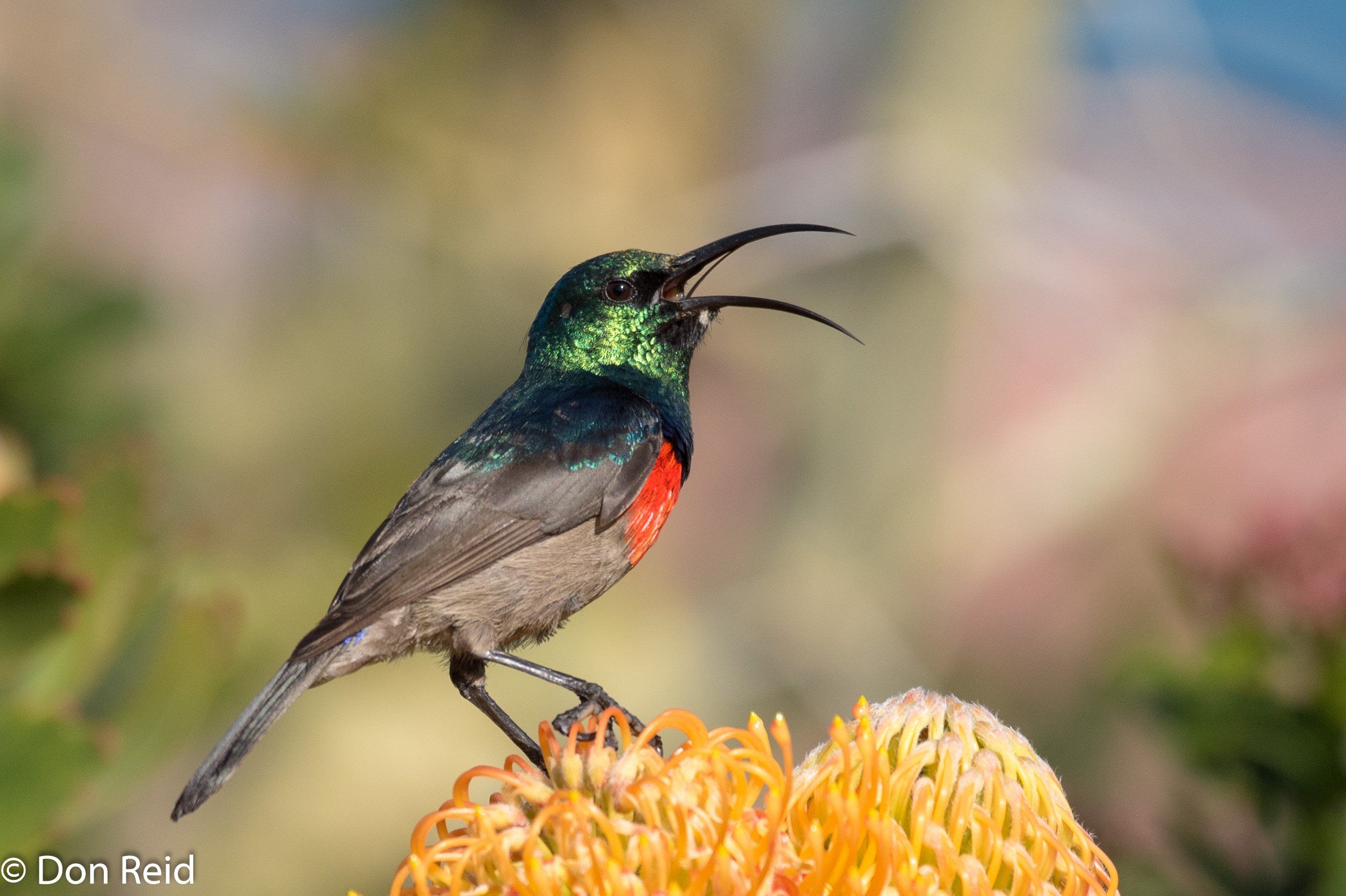 Greater Double-collared Sunbird, Mossel Bay