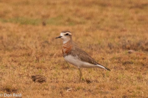 Caspian Plover, New Holme Guest Farm, Hanover