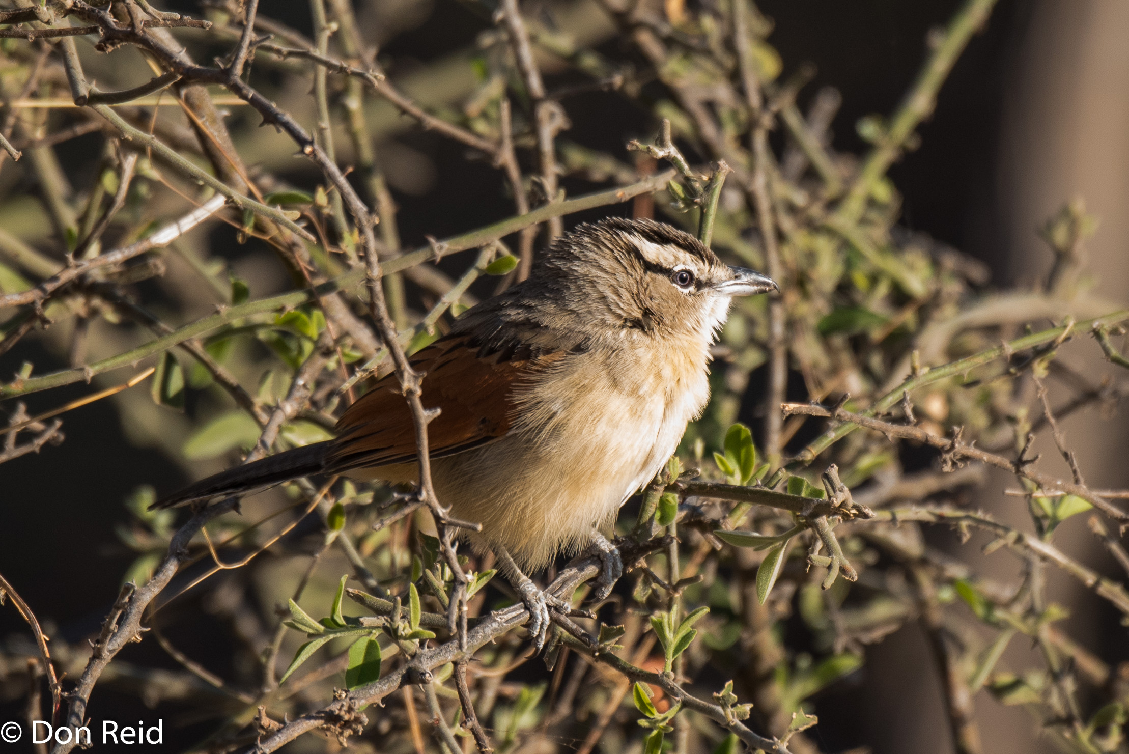 Brown-crowned Tchagra, Chobe Game Reserve