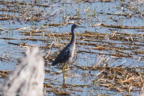 Slaty Egret, Chobe Game Reserve