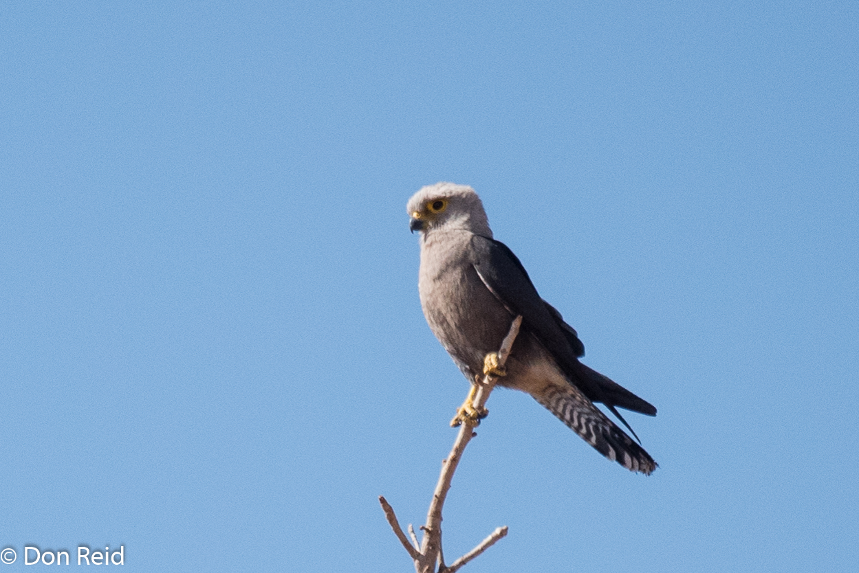Dickinson's Kestrel, Chobe Game Reserve