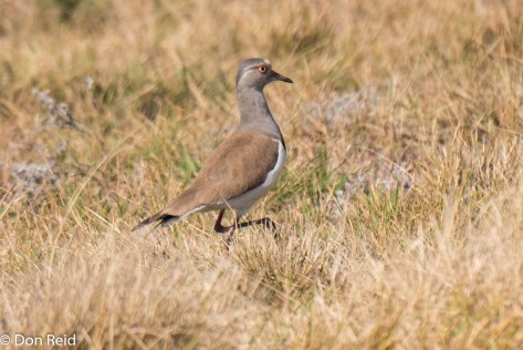 Black-winged Lapwing, Onverwacht farm, Vryheid