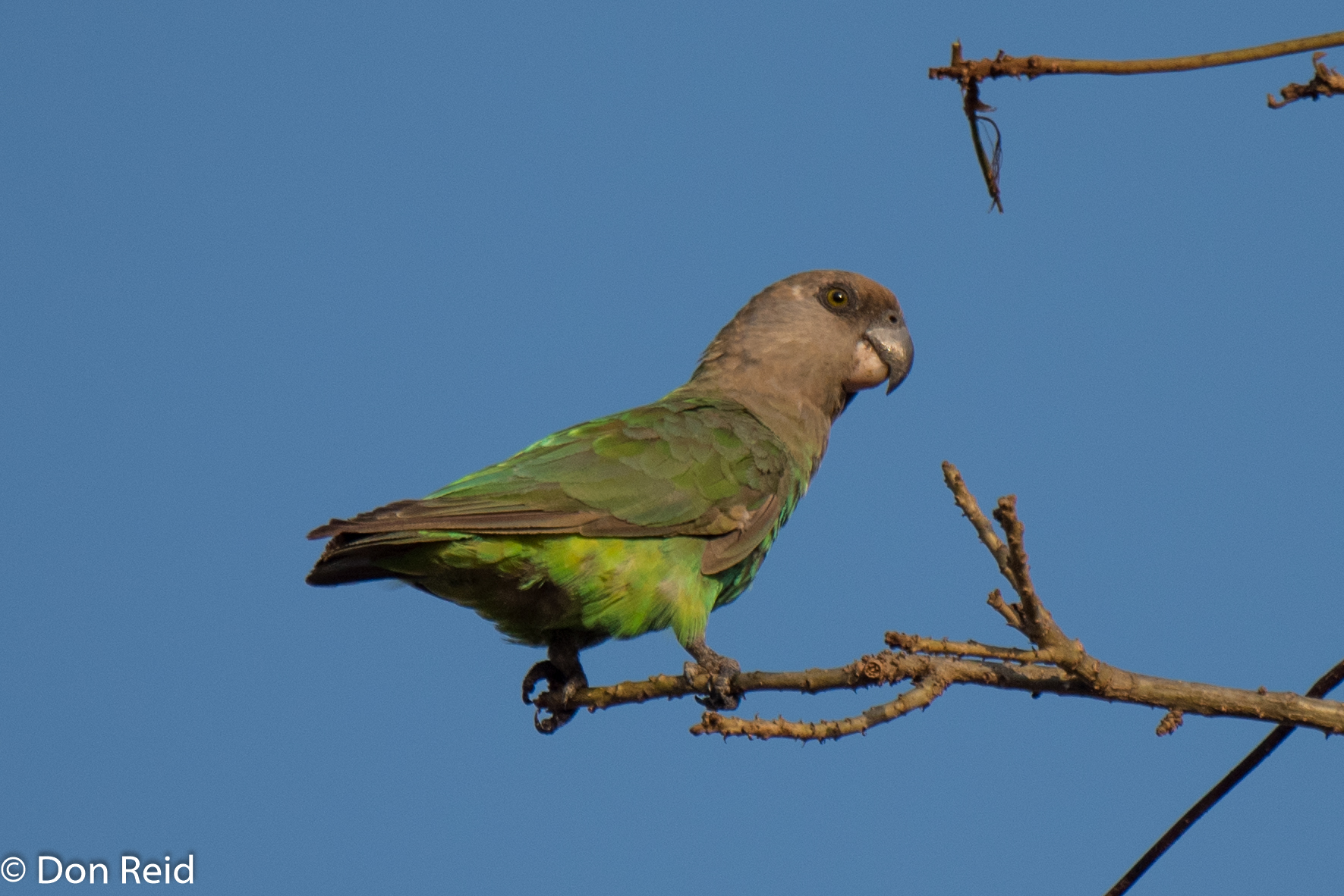 Brownheaded Parrot, Pretoriuskop KNP