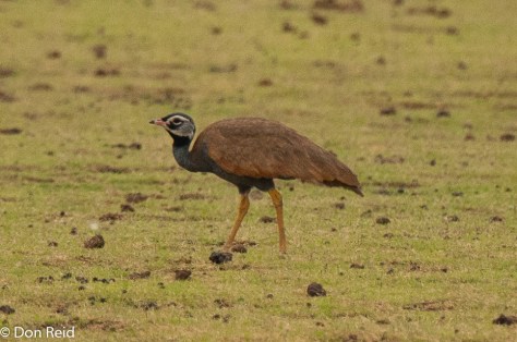 Blue Korhaan, New Holme Guest Farm, Hanover