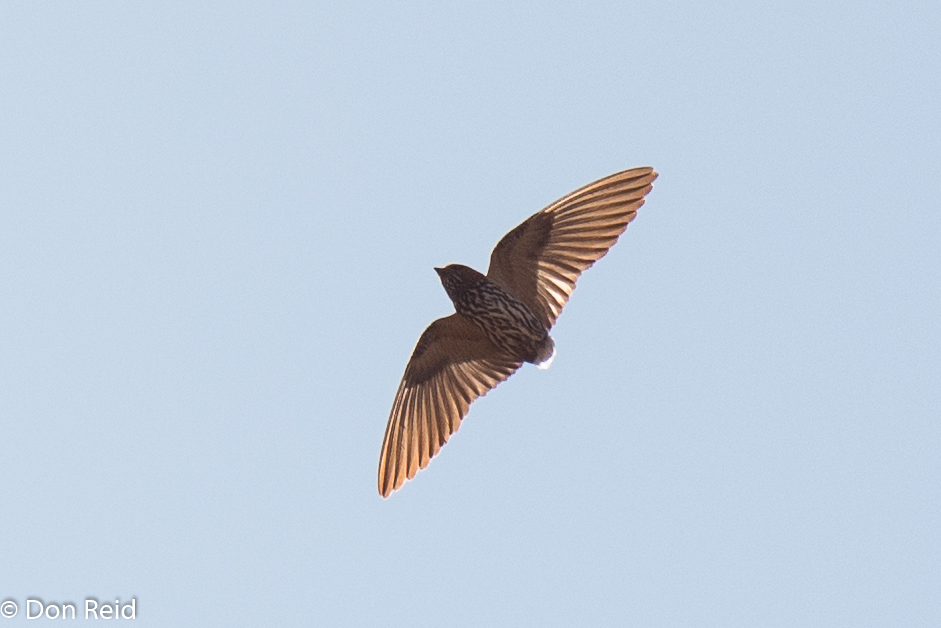 Lesser Striped Swallow (tailless), Roodeplaat NR