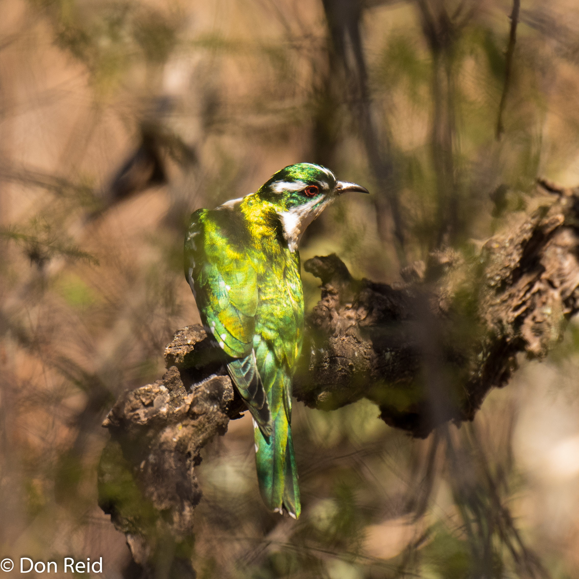 Diederik Cuckoo, Roodeplaat NR