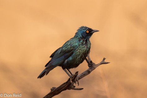 Cape Glossy Starling, Mabusa NR