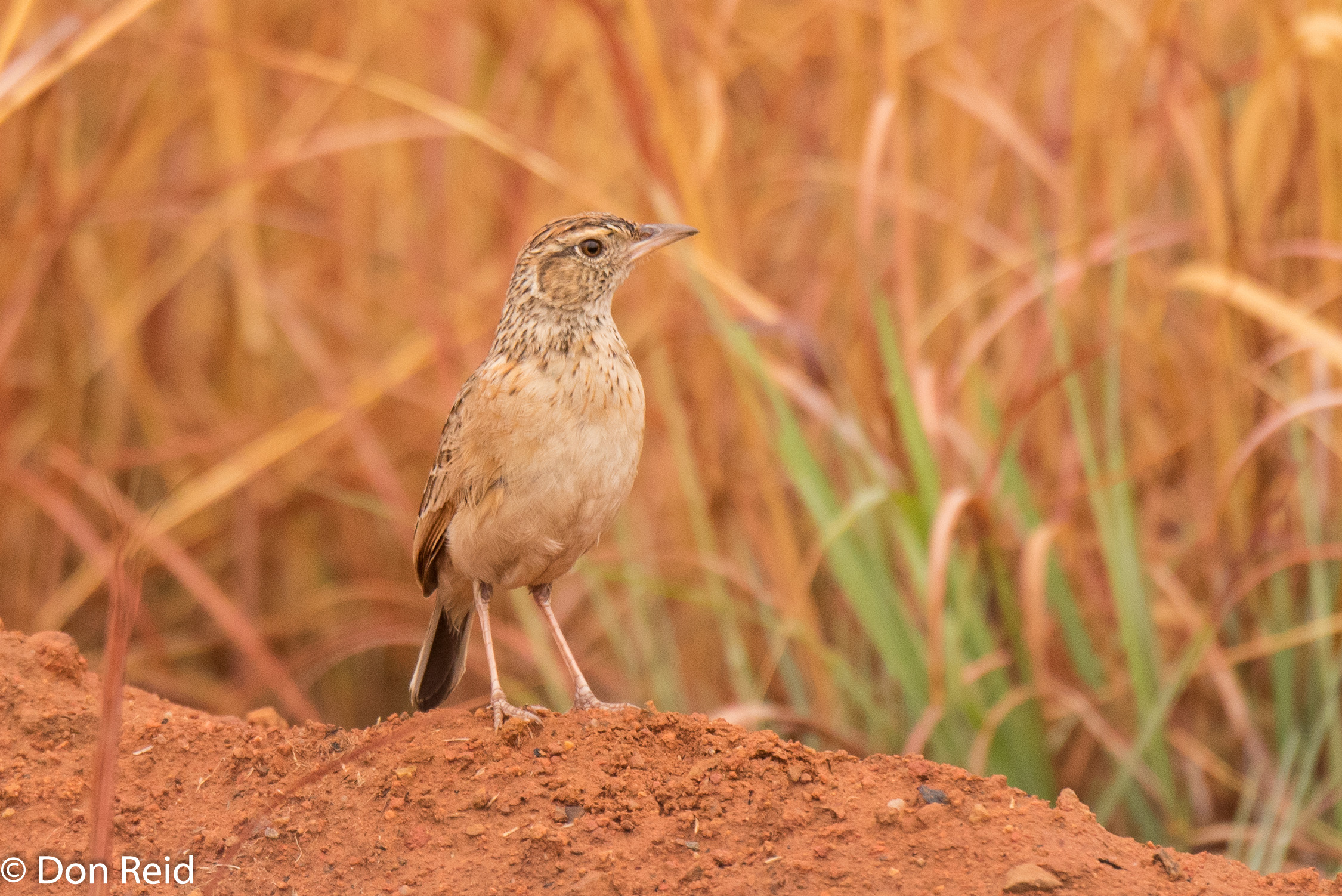 African Pipit, Mabusa NR