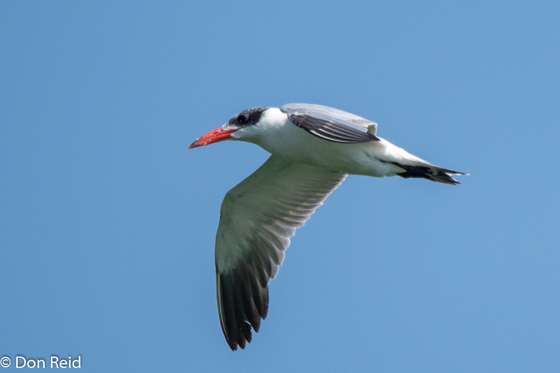 Caspian Tern, Roodeplaat Dam