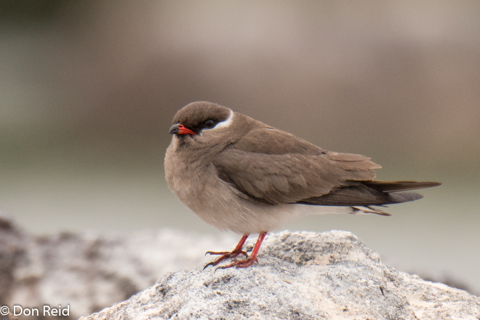 Rock Pratincole, Chobe River trip
