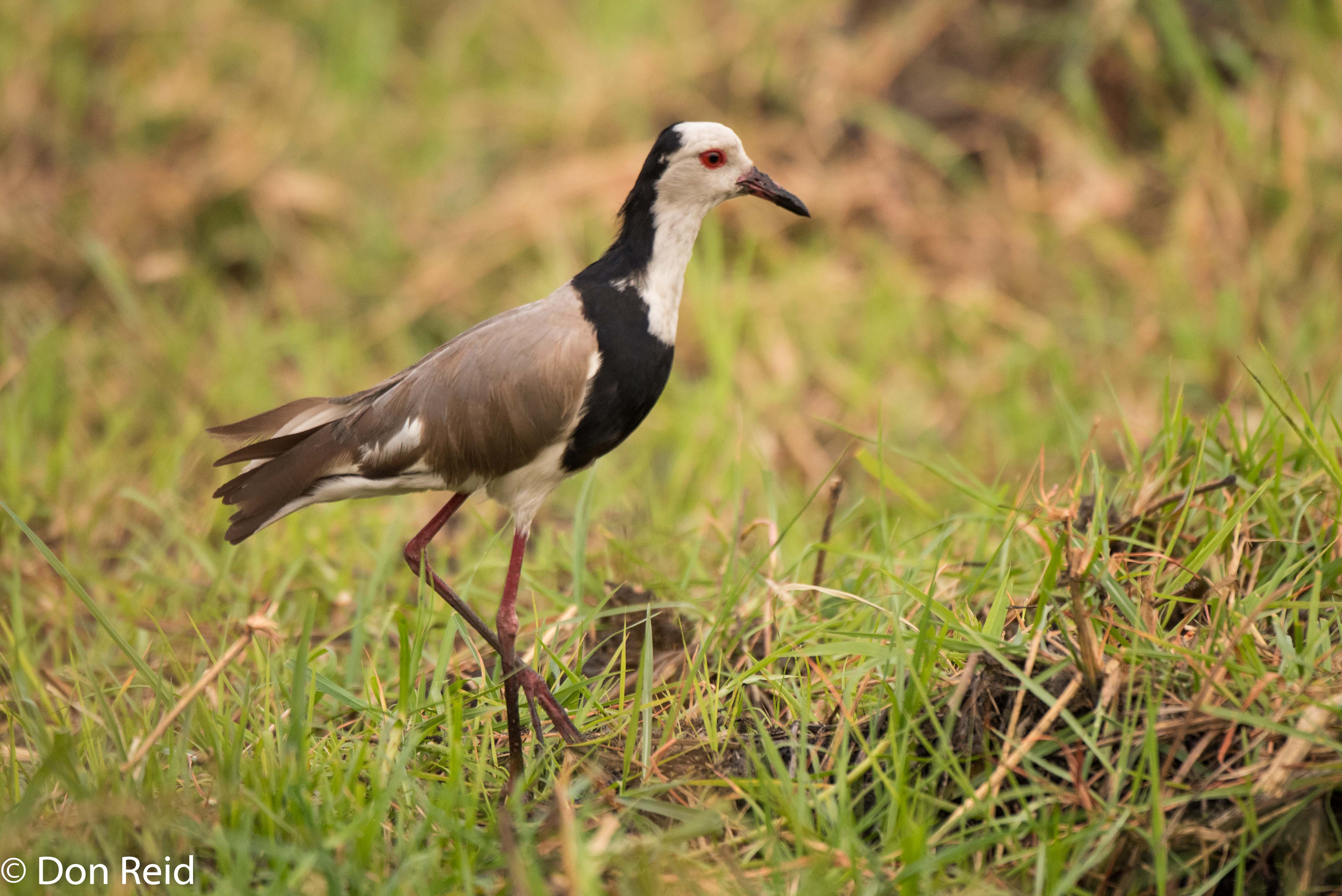 Long-toed Lapwing, Chobe River trip