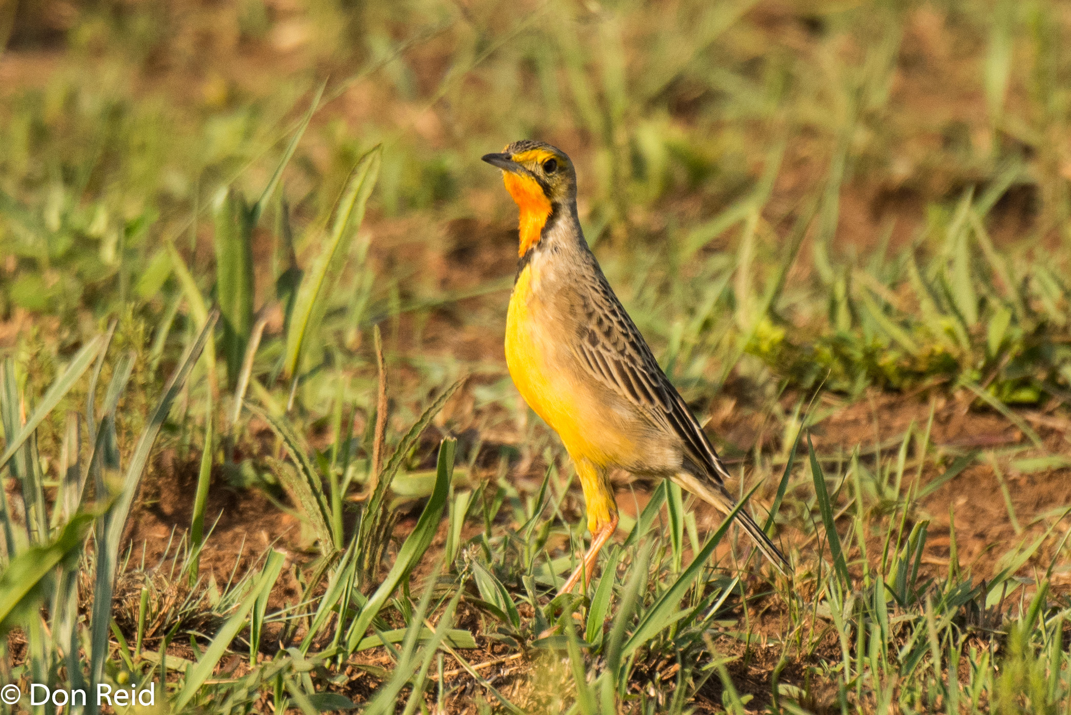 Cape Longclaw, Rietvlei Dam