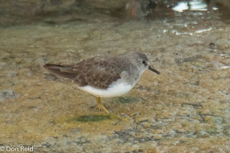 Temminck's Stint, Strandfontein Sewage Works