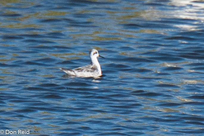Red-necked Phalarope, Strandfontein Sewage Works