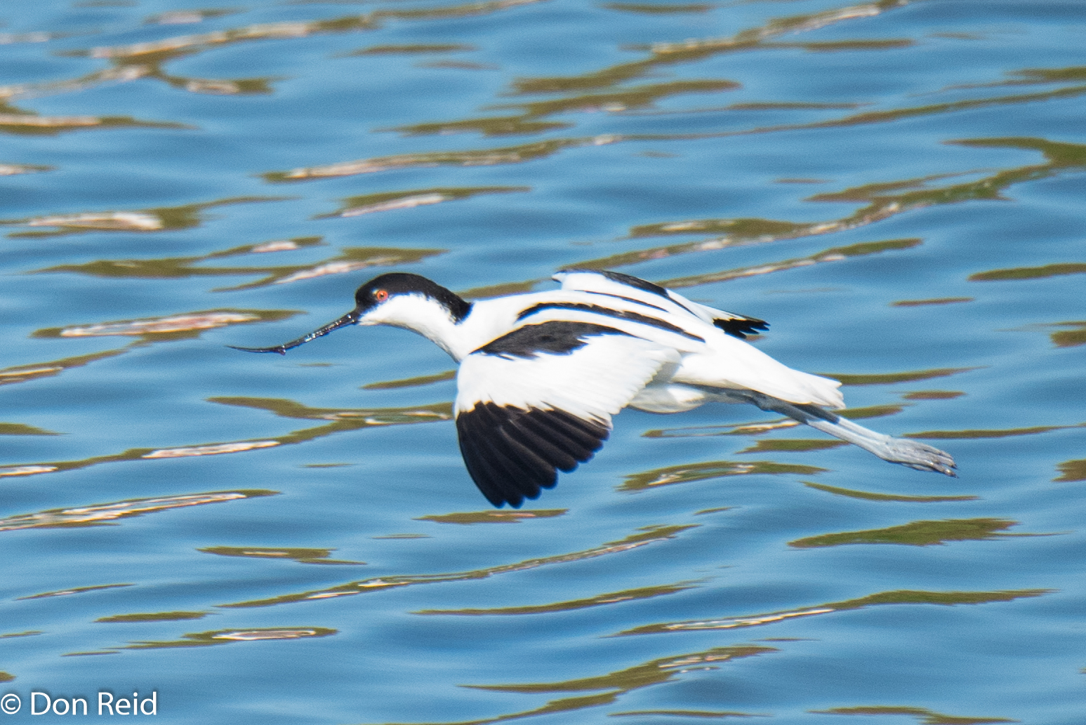 Pied Avocet, Strandfontein Sewage Works