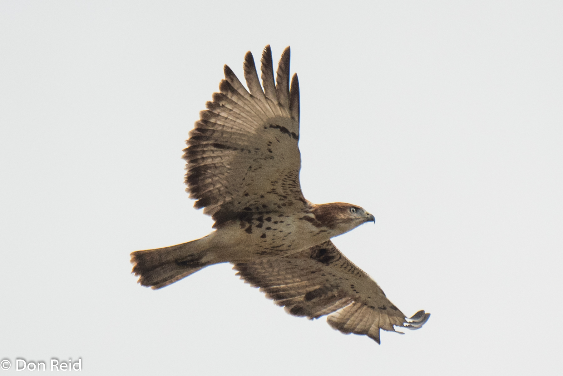 Red-necked Buzzard, Stilbaai Twitch