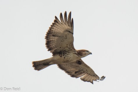 Red-necked Buzzard, Stilbaai Twitch