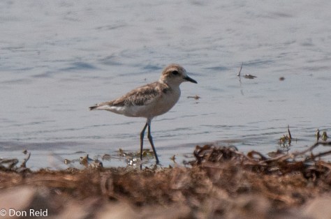 Grey Plover, Mkhombo Dam