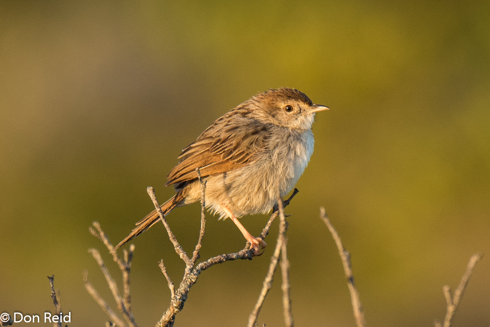 Grey-backed Cisticola, Mossel Bay