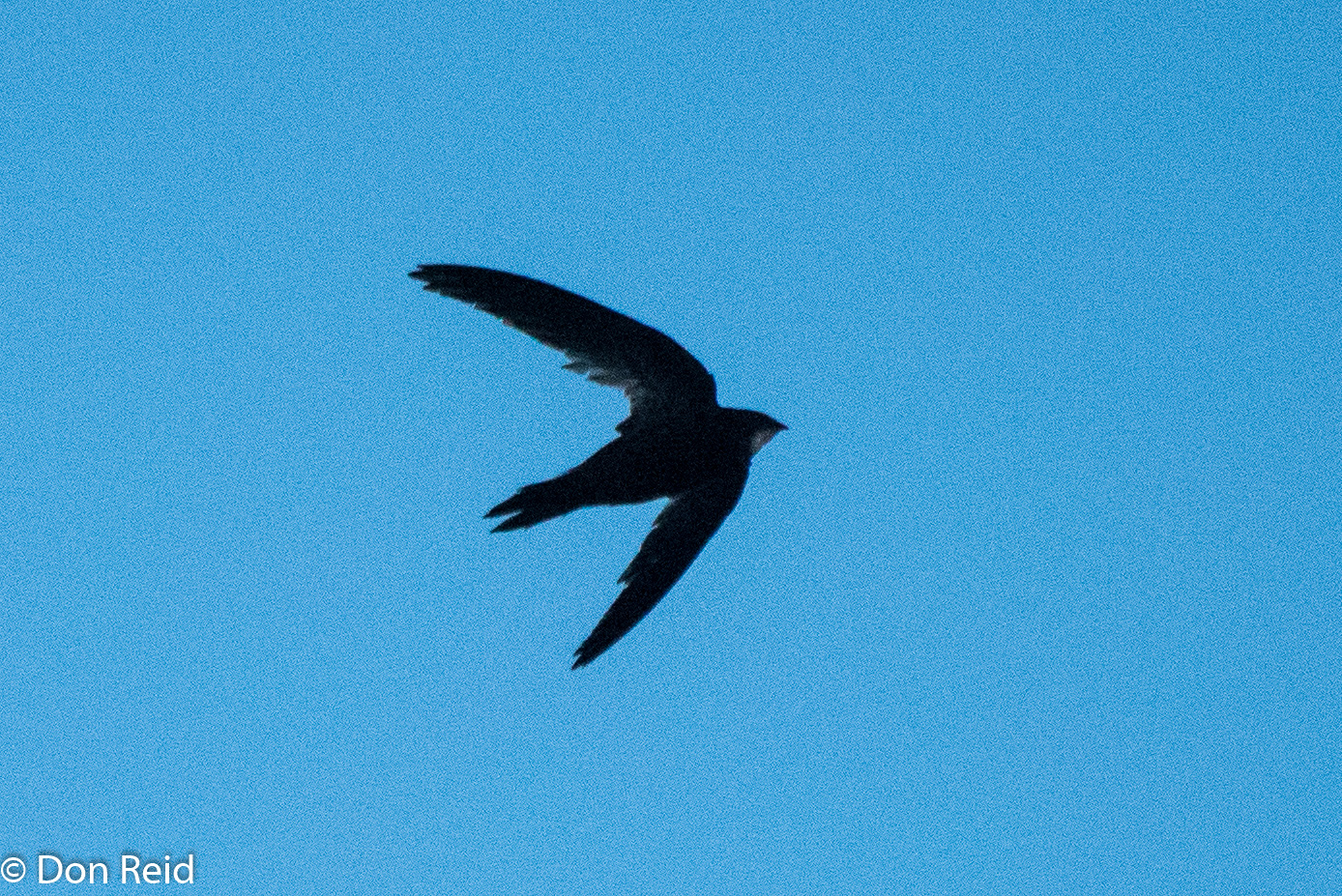 African Black Swift, Mossel Bay