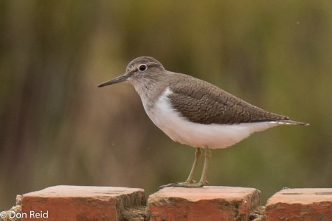 Common Sandpiper (Gewone ruiter)