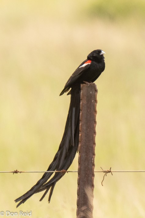Long-tailed Widow (Langstertflap) showing why it has that name