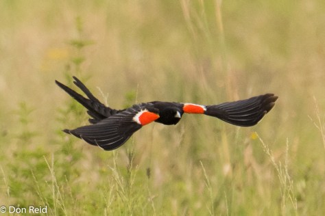 Long-tailed Widow in flight - what a beaut!