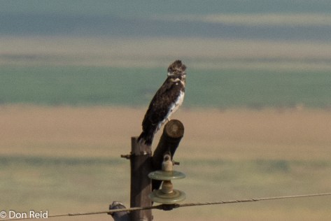Black-chested Snake-Eagle (Swartborsslangarend)