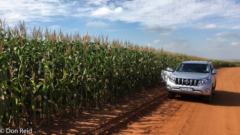 Mielies (corn) near Delmas, looking magnificent after good summer rains