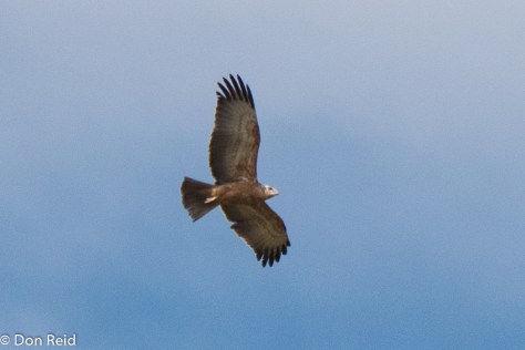 Common (Steppe) Buzzard (Bruinjakkalsvoel)