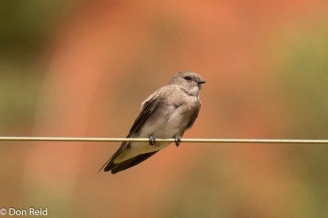 Brown-throated Martin (Afrikaanse oewerswael)