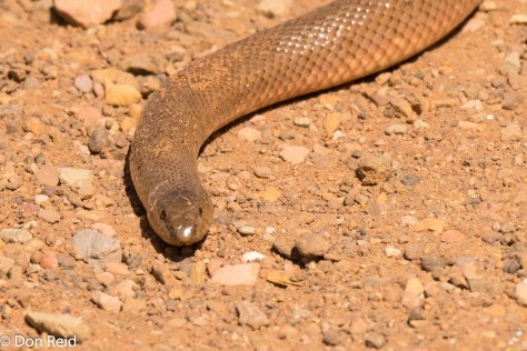 Mole snake approaching my car