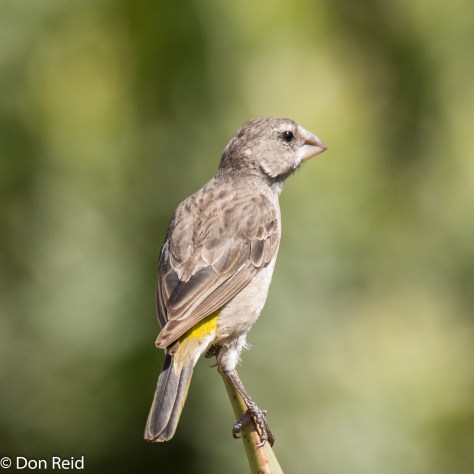White-throated Canary (Witkeelkanarie)