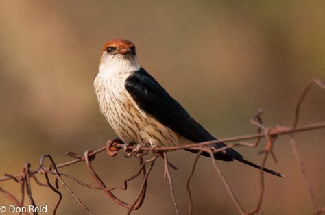 Greater Striped Swallow rootstreepswael)