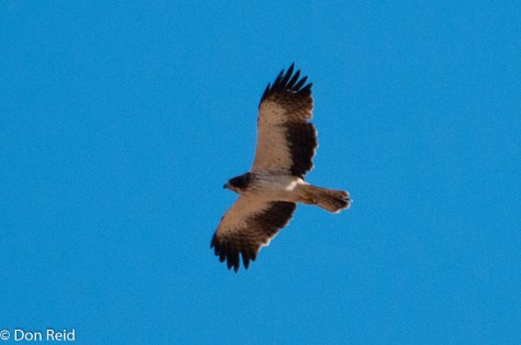 Booted Eagle, (Dwergarend)