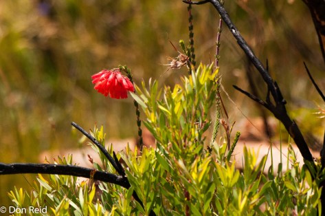 , Herbertsdale north