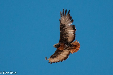 Jackal Buzzard (Rooiborsjakkalsvoel)
