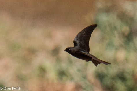 Black Saw-wing (Swartsaagvlerkswael)