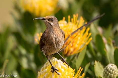 Cape Sugarbird (Kaapse Suikervoel)