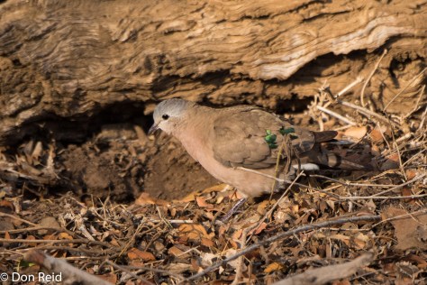Emerald-spotted Wood-Dove (Groenvlekduif)