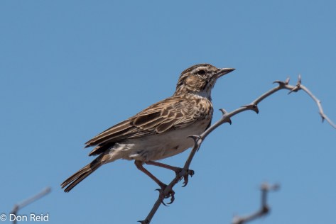 Sabota Lark (Sabotalewerik)