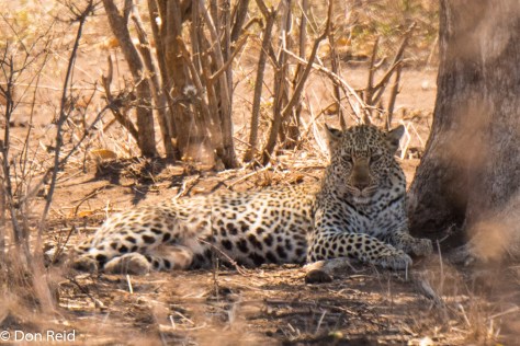 Leopard, Timbavati KNP