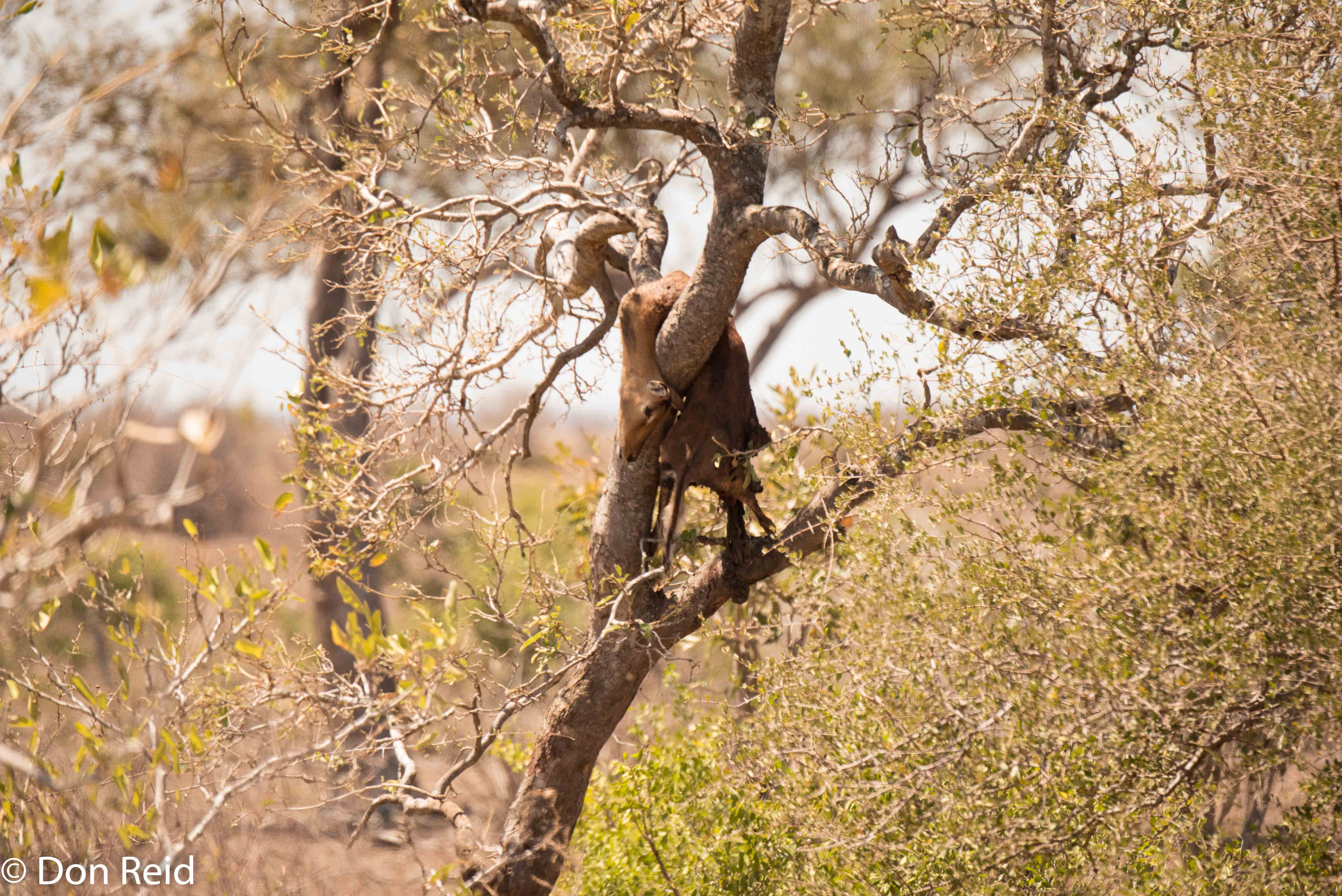 Leopard prey, KNP