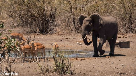 Elephant at waterhole, KNP
