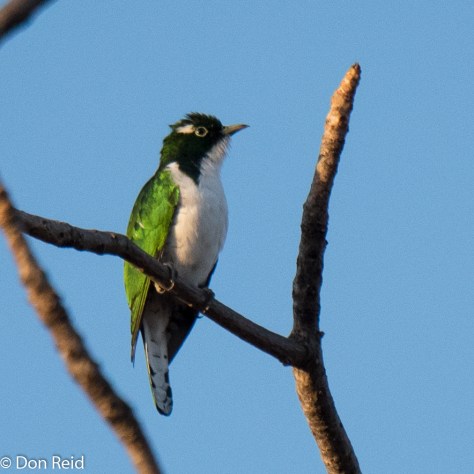 Klaas's Cuckoo, Olifants camp