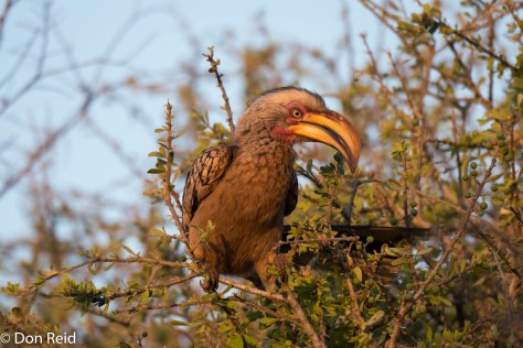 Yellow-billed Hornbill (After dust-bath), Olifants KNP